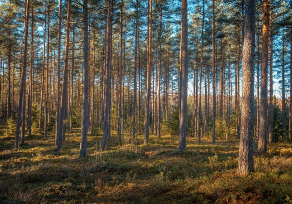 Focus régional : Pourquoi choisir les Landes pour votre future villa ?